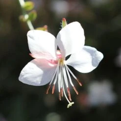 Gaura White 15 Gaura White -Plant Seed Store gaura white flower