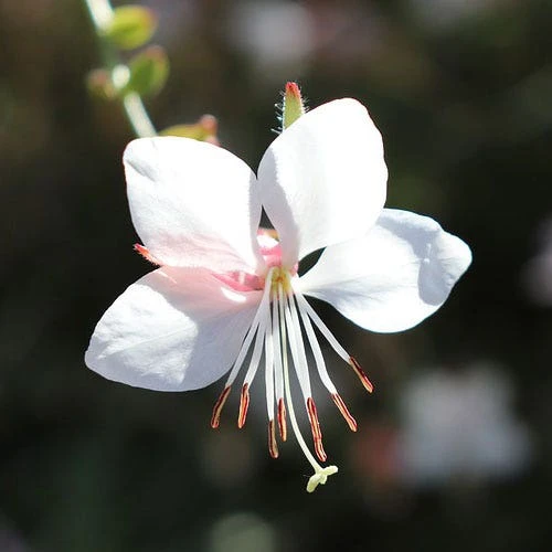 Gaura White 3 Gaura White - Image 3