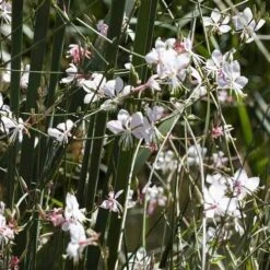 Gaura White 20 Gaura White -Plant Seed Store gaura white plants
