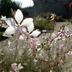 Gaura White 19 Gaura White -Plant Seed Store gaura white sunlit