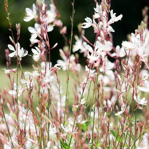 Gaura White 1 Gaura White