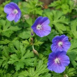 Geranium Rozanne 14 Geranium Rozanne -Plant Seed Store geranium rosanne plant