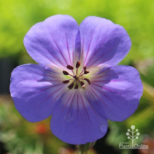 Geranium Rozanne 2 Geranium Rozanne - Image 2