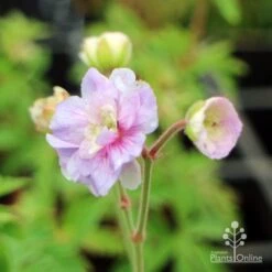 Geranium Summer Skies 7 Geranium Summer Skies -Plant Seed Store geranium summer skies closeup