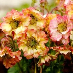 Geum Pretticoats Peach 11 Geum Pretticoats Peach -Plant Seed Store geum pretticoats peach 1