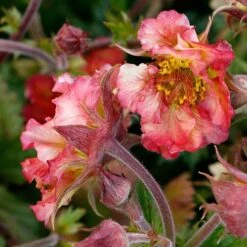 Geum Pretticoats Peach 10 Geum Pretticoats Peach -Plant Seed Store geum pretticoats peach 3