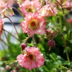 Geum Pretticoats Peach