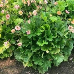 Geum Pretticoats Peach 12 Geum Pretticoats Peach -Plant Seed Store geum pretticoats peach leaves