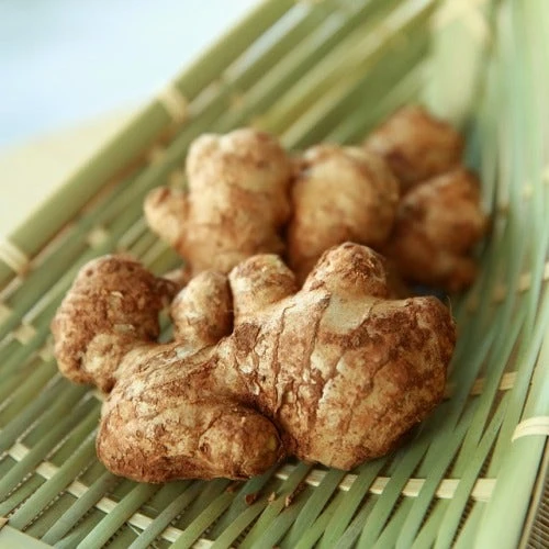 Zingiber - Edible Ginger 1 Zingiber - Edible Ginger