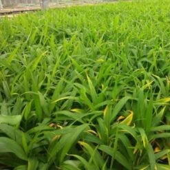 Zingiber - Edible Ginger 11 Zingiber - Edible Ginger -Plant Seed Store ginger plugs 500