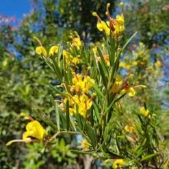 Grevillea Gold Rush 11 Grevillea Gold Rush -Plant Seed Store goldrush uts 500 1