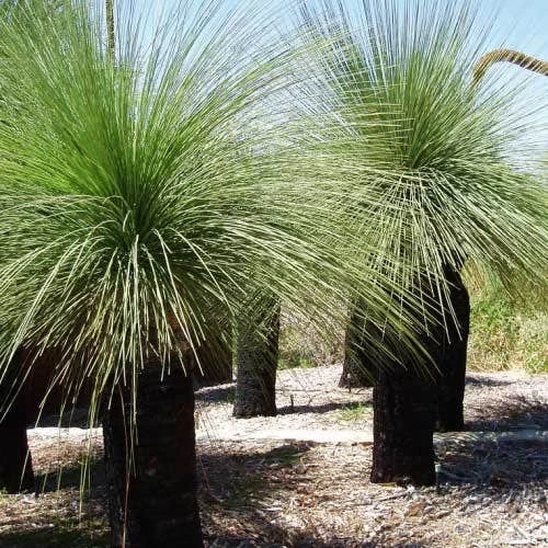 Xanthorrhoea - Grass Tree 1 Xanthorrhoea - Grass Tree