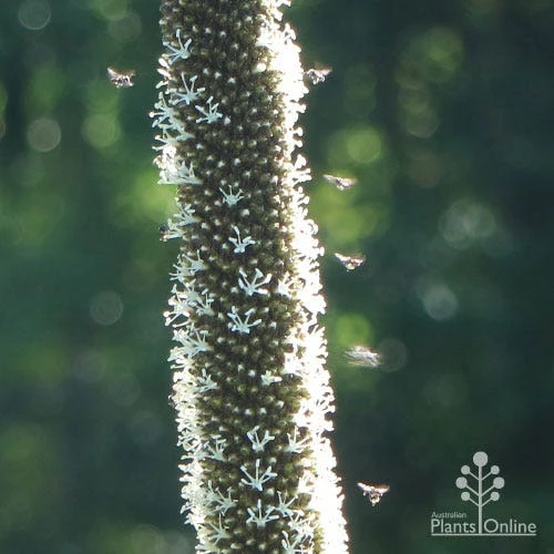 Xanthorrhoea - Grass Tree 2 Xanthorrhoea - Grass Tree - Image 2
