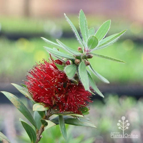 Callistemon Green John 14 Callistemon Green John - Image 14
