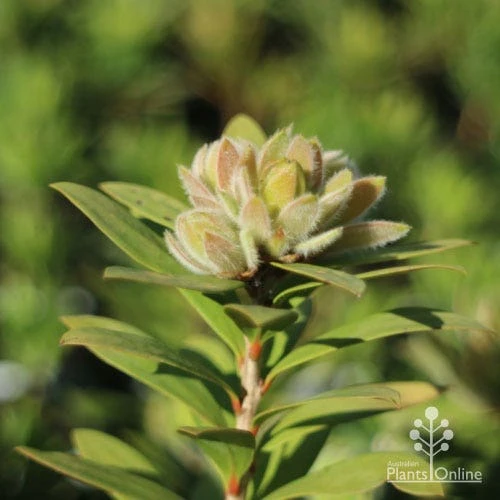 Callistemon Green John 8 Callistemon Green John - Image 8