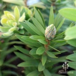 Callistemon Green John 23 Callistemon Green John -Plant Seed Store green john new shoot