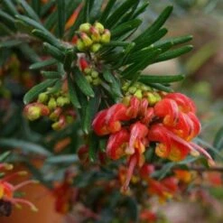 New Products 5 Grevillea Charlie's Angel