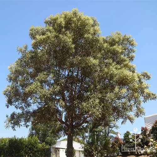 Grevillea Baileyana - Brown Silky Oak 4 Grevillea Baileyana - Brown Silky Oak - Image 4