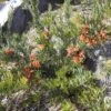 Grevillea Bonnie Prince Charlie