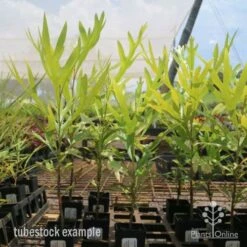 Grevillea Baileyana - Brown Silky Oak 30 Grevillea Baileyana - Brown Silky Oak -Plant Seed Store grevillea brown silky oak tubes 1