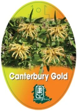 Grevillea Canterbury Gold 16 Grevillea Canterbury Gold -Plant Seed Store grevillea canterbury gold 208x300 1