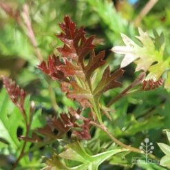 Grevillea Carpet Layer 16 Grevillea Carpet Layer -Plant Seed Store grevillea carpet layer leaf
