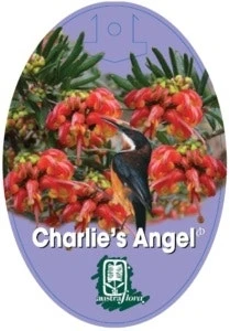 Grevillea Charlie's Angel 3 Grevillea Charlie's Angel - Image 3