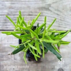 Grevillea Charlie's Angel 8 Grevillea Charlie's Angel -Plant Seed Store grevillea charlies angel leaf 1