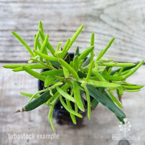 Grevillea Charlie's Angel 4 Grevillea Charlie's Angel - Image 4