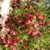 Grevillea Cherry Ripe