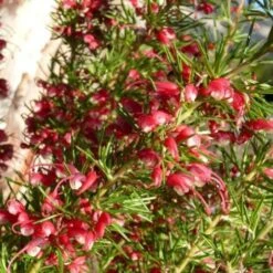Grevillea Cherry Ripe