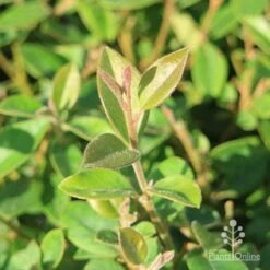 Grevillea Deua Flame 25 Grevillea Deua Flame -Plant Seed Store grevillea deua flame foliage