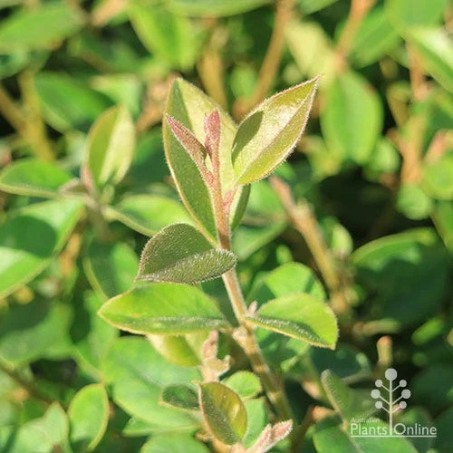 Grevillea Deua Flame 10 Grevillea Deua Flame - Image 10