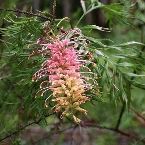 Grevillea Lemon Baby 1 Grevillea Lemon Baby