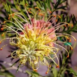 Grevillea Lemon Baby 6 Grevillea Lemon Baby -Plant Seed Store grevillea for lemon baby