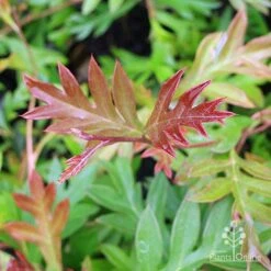 Grevillea Gaudichaudii 13 Grevillea Gaudichaudii -Plant Seed Store grevillea gaudi new leaf