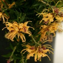 Grevillea Sunkissed 9 Grevillea Sunkissed -Plant Seed Store grevillea gr13021 sunkissed500