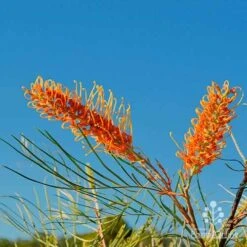Grevillea Honey Gem -Plant Seed Store grevillea honey gem