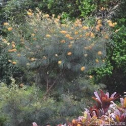 Grevillea Honey Gem -Plant Seed Store grevillea honey gem tree