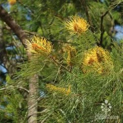 Grevillea Honey Gem -Plant Seed Store grevillea honey gem nursery