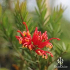 Grevillea Knockout -Plant Seed Store grevillea knockout flower