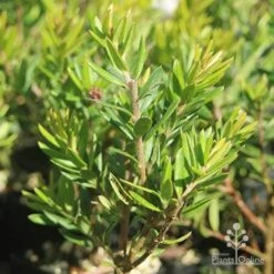 Grevillea Knockout -Plant Seed Store grevillea knockout foliage