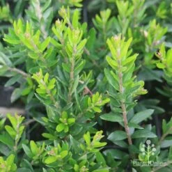 Grevillea Knockout -Plant Seed Store grevillea knockout foliage 1