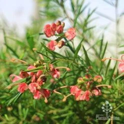 Grevillea Liliane 14 Grevillea Liliane -Plant Seed Store grevillea liliane flowers