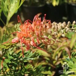 Grevillea Little Robyn -Plant Seed Store grevillea little robyn sunshine