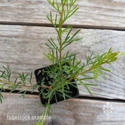 Grevillea Mini Marvel 23 Grevillea Mini Marvel -Plant Seed Store grevillea mini marvel tubestock