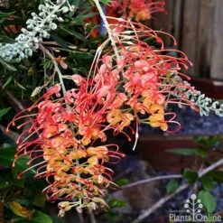 Grevillea Ned Kelly -Plant Seed Store grevillea ned kelly 1