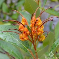 Grevillea Orange Marmalade 28 Grevillea Orange Marmalade -Plant Seed Store grevillea orange marmalade flower 1