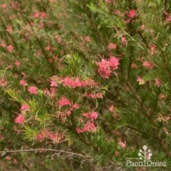 Grevillea Pink Pearl 23 Grevillea Pink Pearl -Plant Seed Store grevillea pink pearl shrub
