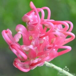 Grevillea Pink Pearl 21 Grevillea Pink Pearl -Plant Seed Store grevillea pink pearl close 2 apo